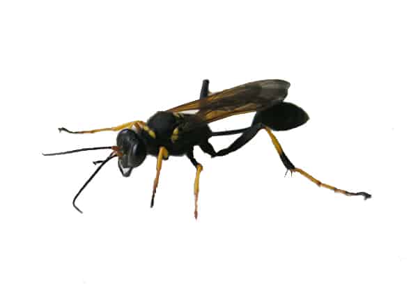 Mud Daubers