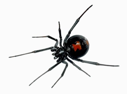 Black and Brown Widow Spiders (Latrodectus mactans)