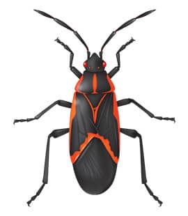 Boxelder Bugs