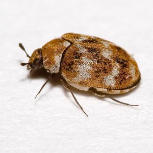 Carpet Beetles