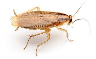 German Cockroaches (Blattella germanica)