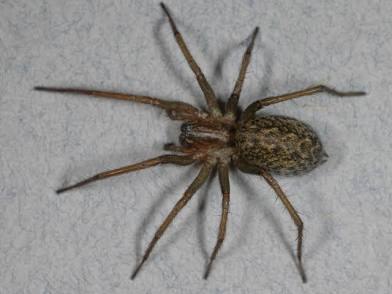 Hobo Spider (Tegenaria agrestis)