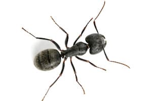 Little Black Ants
