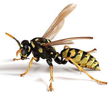 Paper Wasps